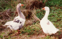 geese.gif