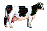cow.gif